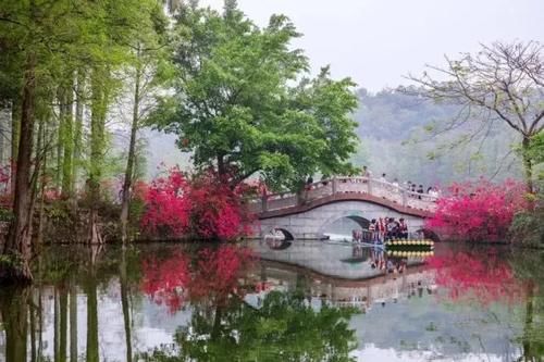 有一种红，叫簕杜鹃；有一种美，叫星岩烟雨!