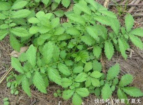 小秘方|流传民间8个小秘方,巧治“慢性胃炎”,早知早受益