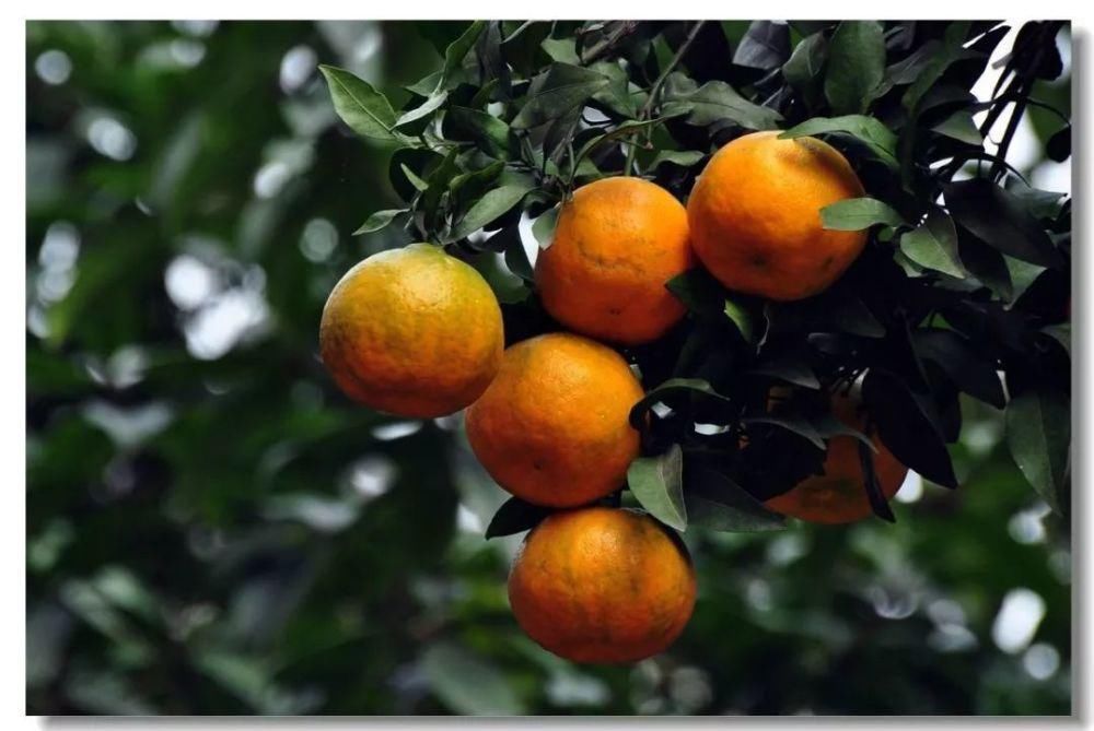 老花匠:扔4种“东西”,就是扔钱,比花肥还好用,不花钱!