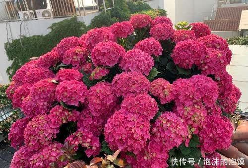 无尽夏|养花不在多，阳台种一棵“玫红妈妈”，花大色艳，开花满阳台