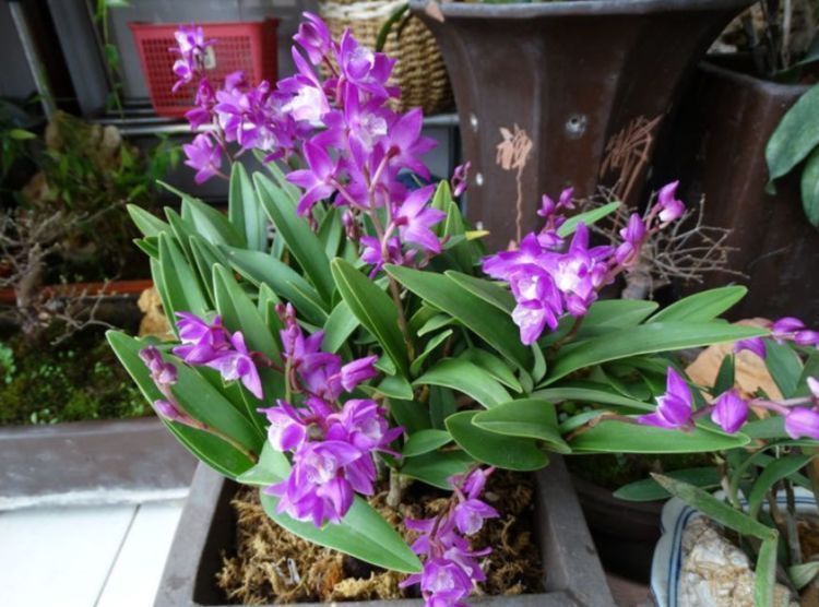 适合懒人养的几种盆栽花卉,环境越恶劣越能爆盆,好养易爆盆