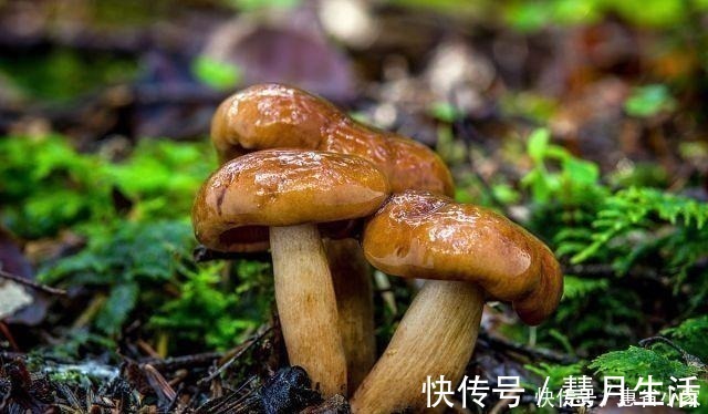 肌肉|关节骨质疏松,强健肌肉,满满的胶原蛋白,就在你身旁