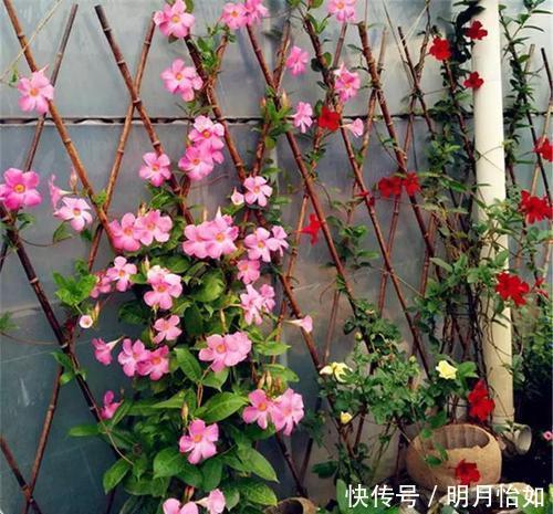 4种漂亮花,一样的喜好,同时管理不要偏心,开出小花园!