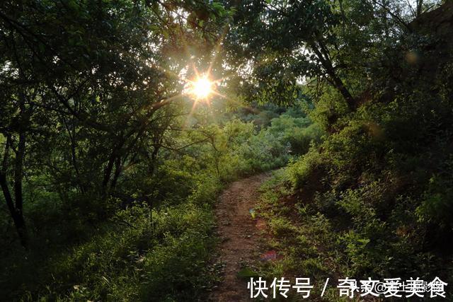 土蜂蜜|夫妻俩隐居深山，养7条猛犬当保镖，每年还是有牛羊被野兽吃掉