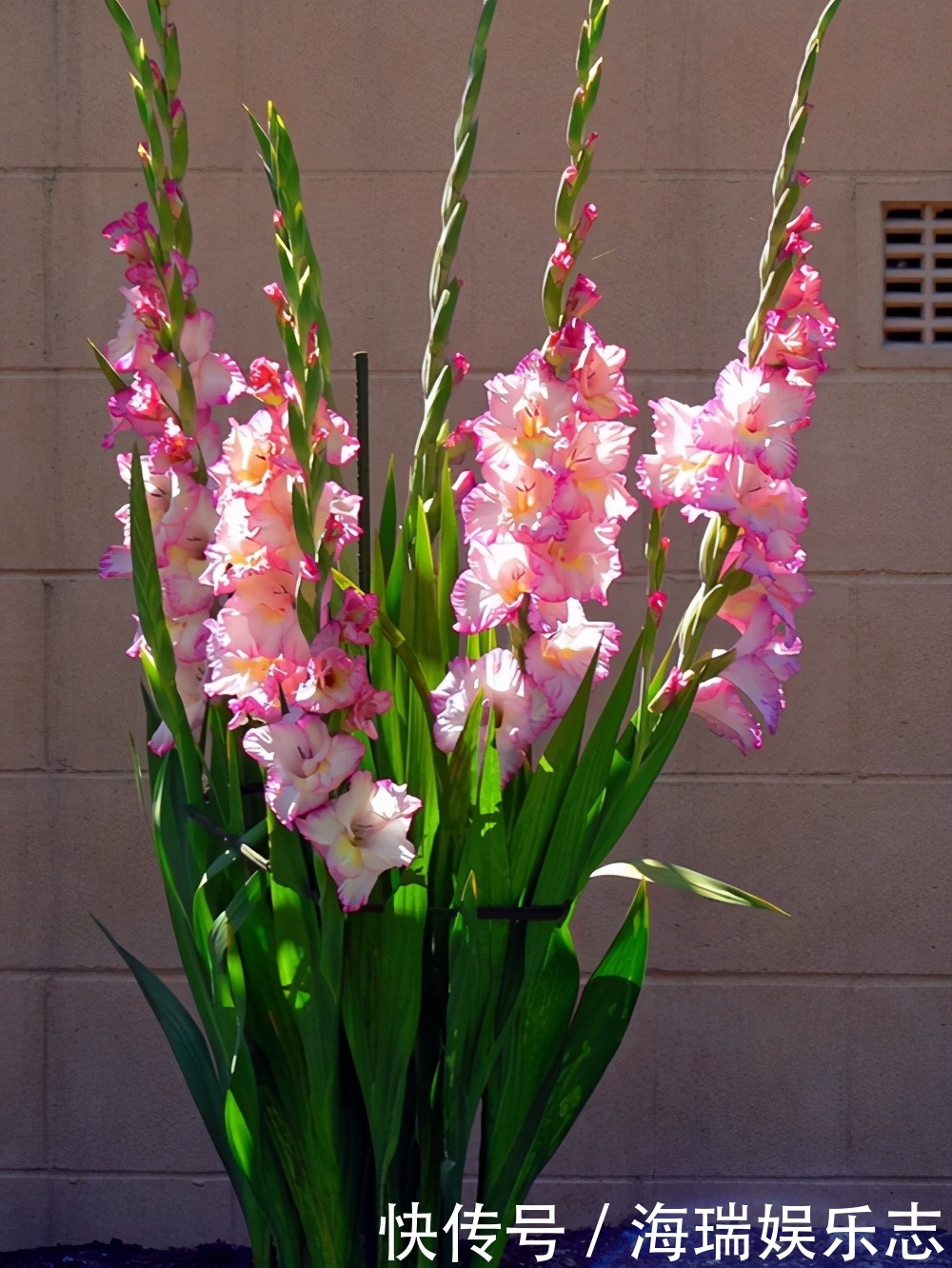 这5种年宵花,寓意佳颜值高,等你搬回家