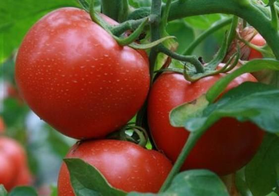 买西红柿时,如何分辨“激素”西红柿?为了家人的健康,赶紧看看