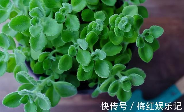 叶片|能“养人”的四种花,好养不怕热,可凉拌可泡茶,还能驱蚊子