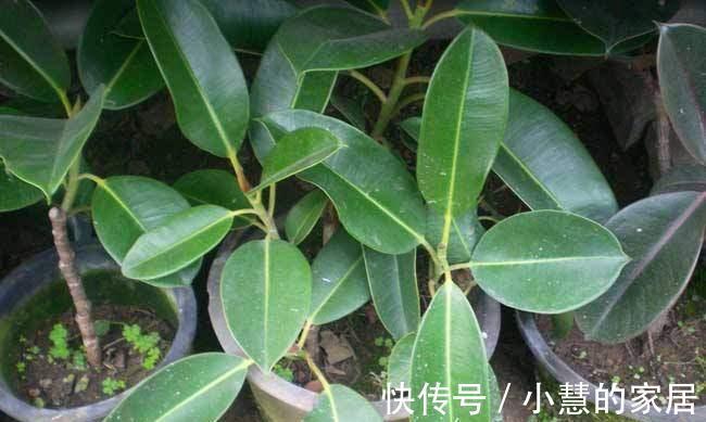 修剪|橡皮树越长越高怎么办,像这样修剪一下会长得更好哦