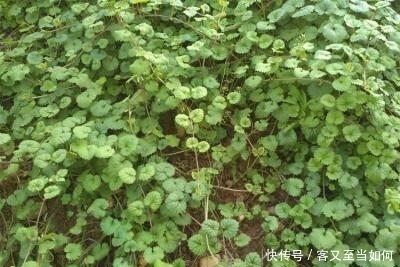 秋季|农村这种野草从春季到秋季都可以采集,晒干即可入药