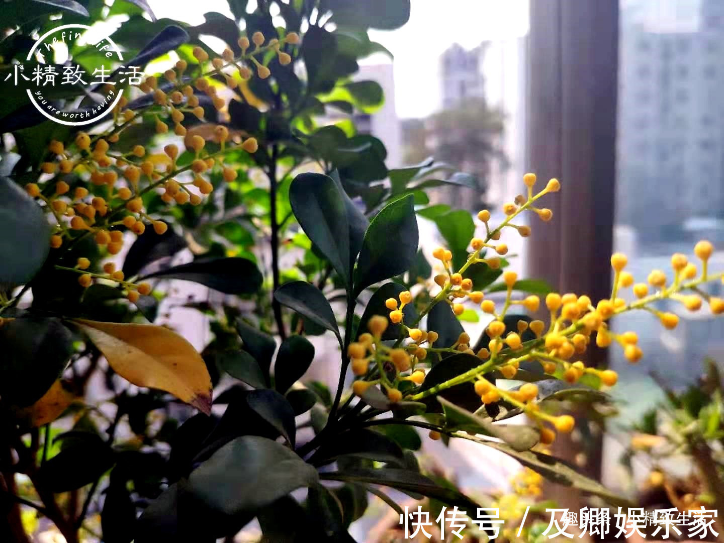 养米兰,2件事很重要,做错了落叶归西,做对了花繁叶茂