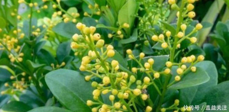 仙人球|养花试试这几款,开花时清香四溢,气味似兰花,味极香