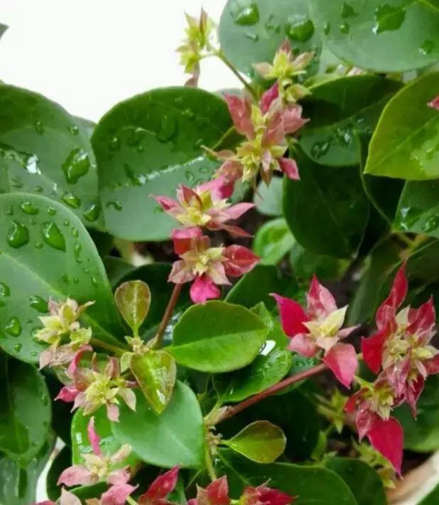 营养生长|养三角梅，“撸光叶子”虐着养，25天后，又是一个“盛花期”