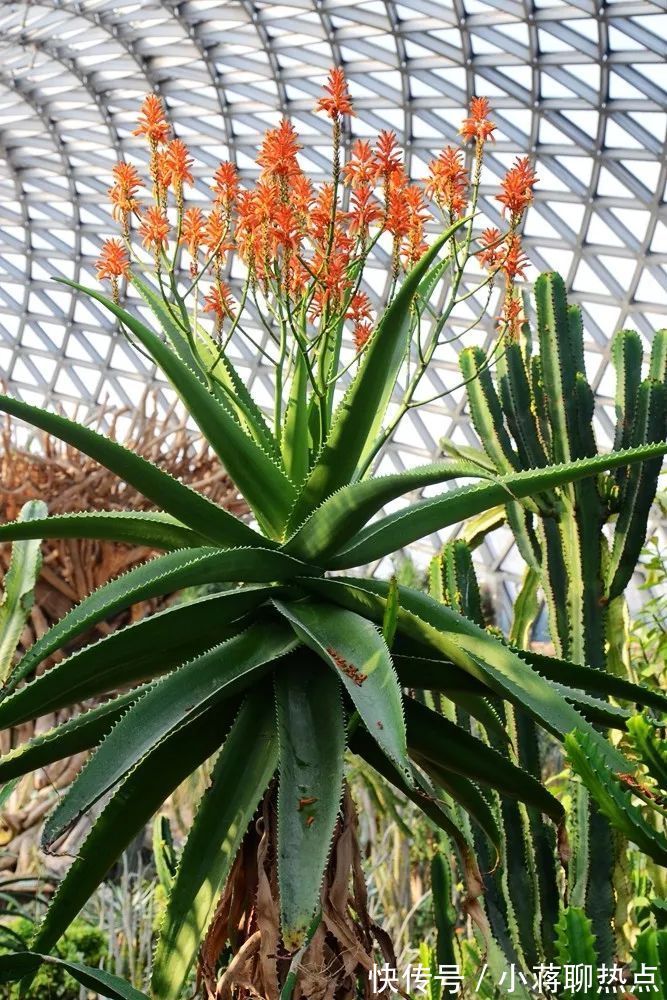 库拉索芦荟 皮肤干燥,能用花盆里的芦荟护肤吗