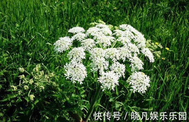 股骨头坏死|一剂特效止痛方!风湿、类风湿、肩周炎、颈椎病、腰腿痛全摆脱!