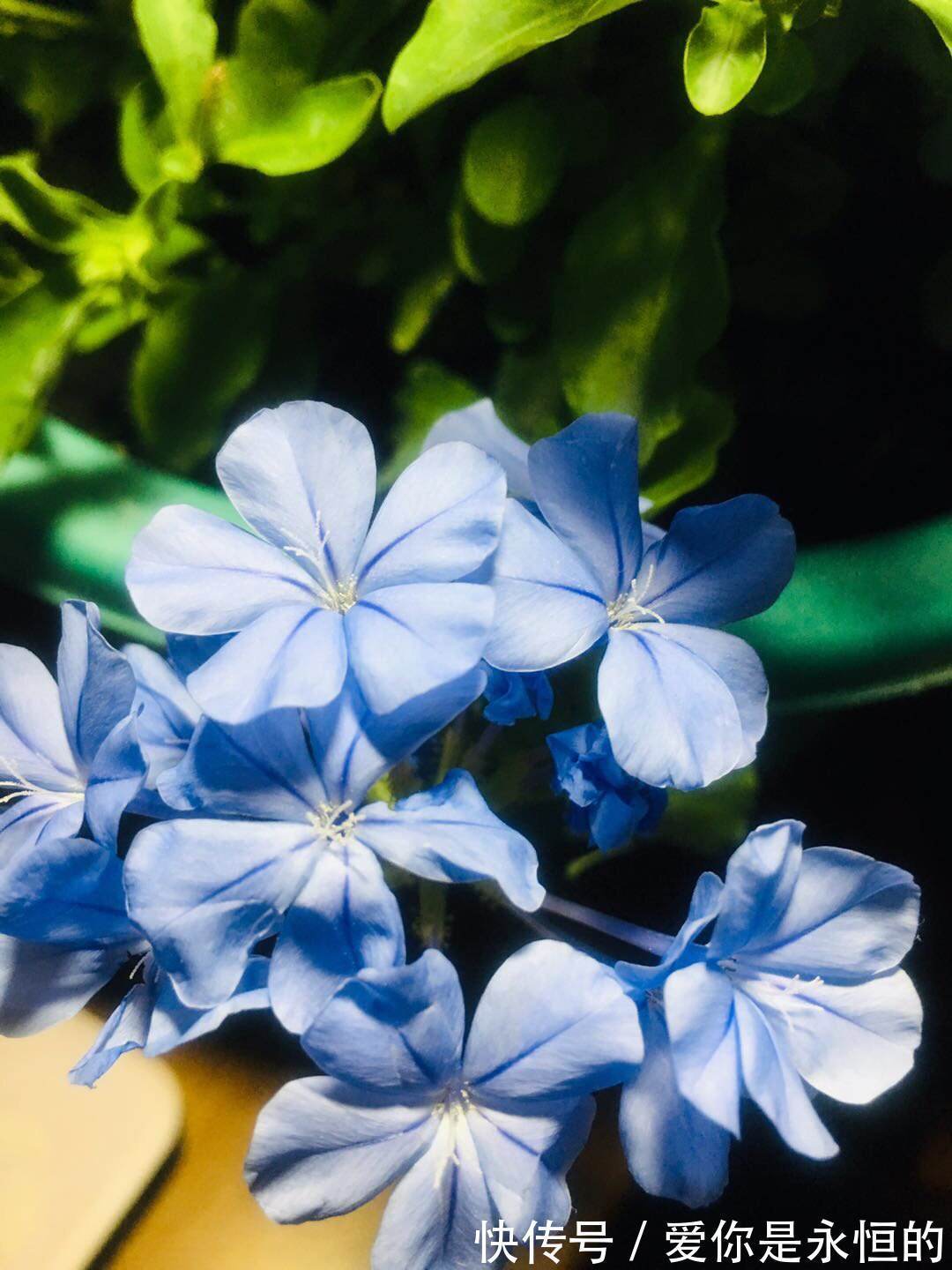 修剪|这花长得巴掌大,越晒花越多,一不小心就开成瀑布!