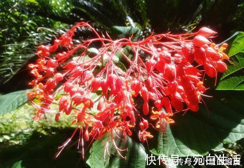 家里采光不好，不妨试着养3种花，轻轻松松开满盆，是盆栽佳品！