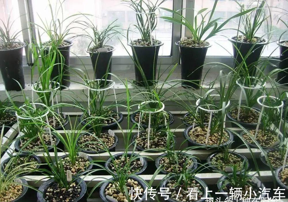 阳台养兰:光照强度影响着兰花的颜值与长势,还可调控花期哦!