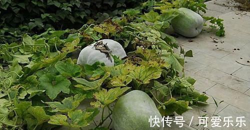 痛风|它们是天然“降酸王”,平时多吃点,降低尿酸,彻底告别痛风