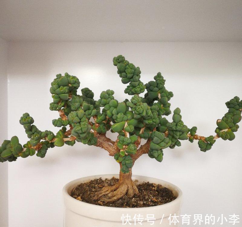 多肉鹿角海棠,经过大师修剪,养成了盆景老桩,价格翻了10倍