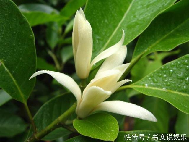 客厅|此花适合养“客厅”,耐旱好活、开花多,关键净化空气