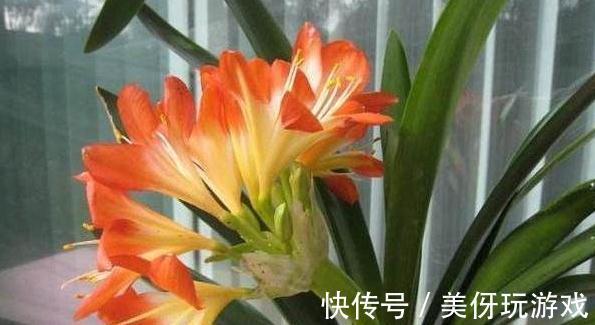 立秋了，给君子兰施肥注意2点，学会了这些，很早就开花了