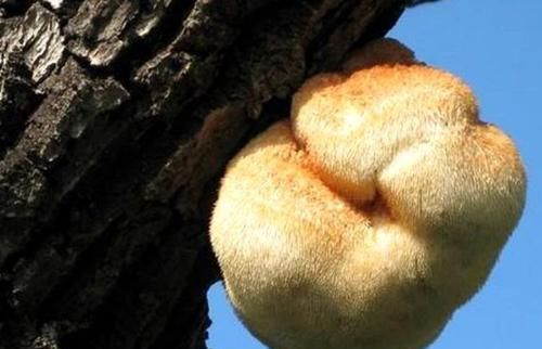 排毒|冬天,多吃3种食物,清肠排毒减肥瘦身