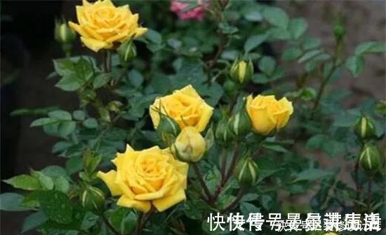 营养土|月季花苞小,开花少改善这“3点”,开花翻倍,花瓣又大又艳