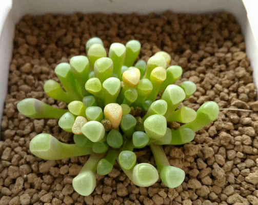 多肉五十铃玉怎么养教你3个小妙招，养出晶莹剔透的五十铃玉