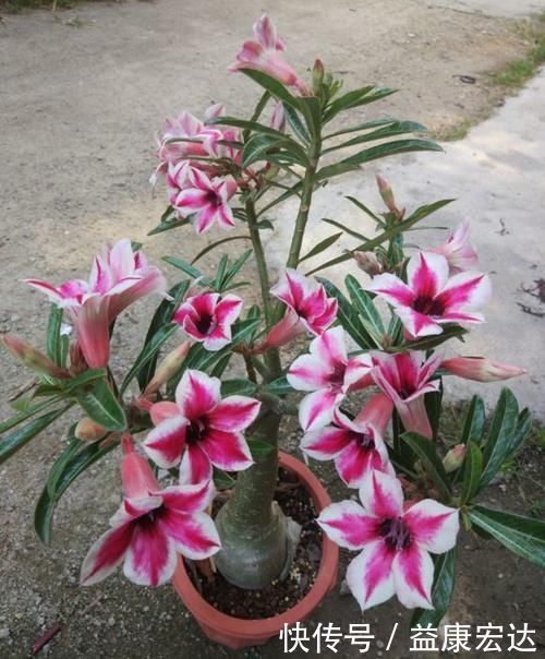 虎尾兰|客厅适合养的5种“耐旱花”，1个月不用浇水，反而爆盆！