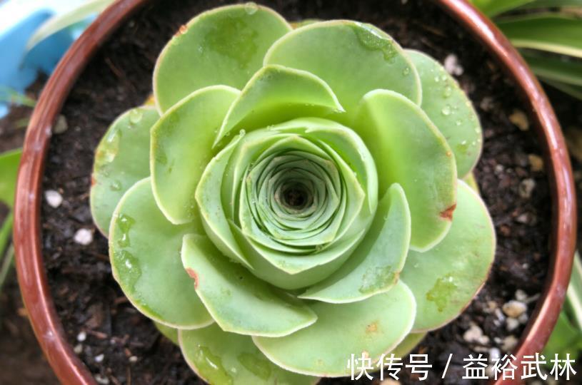 山地玫瑰|此款多肉叶子像玫瑰花，高贵漂亮，满足5点养成老桩，格外讨喜