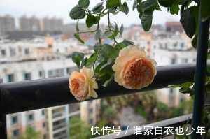 最值得养的盆栽花，漂亮不输牡丹，花香四溢，四季开花，还很好养