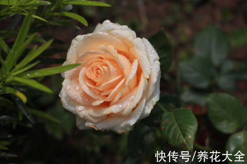 适合新手养的月季,花朵一个比一个大,花期还超长待机