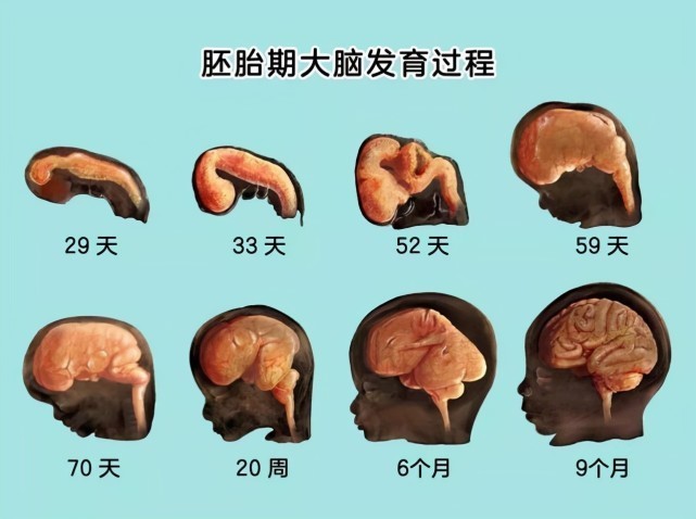 dh胎儿大脑发育的关键期
