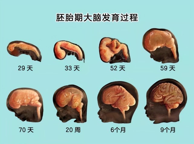 络氨酸|胎儿大脑发育的关键期