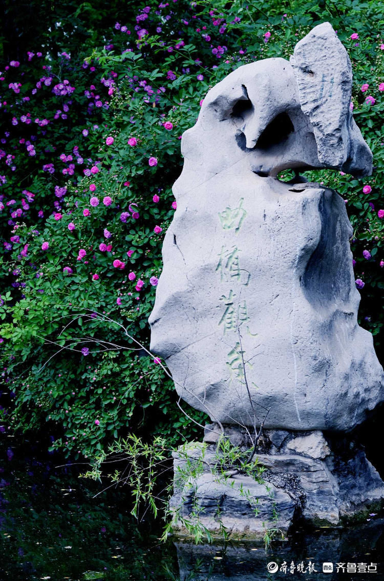 芬芳馥郁，香气醉人！济南五龙潭蔷薇花开来打卡啦|花开齐鲁| a5233