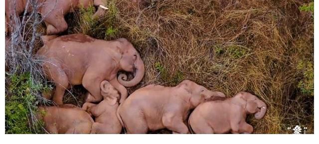 開幕式|COP15大會開幕式播映短片《“象”往云南》