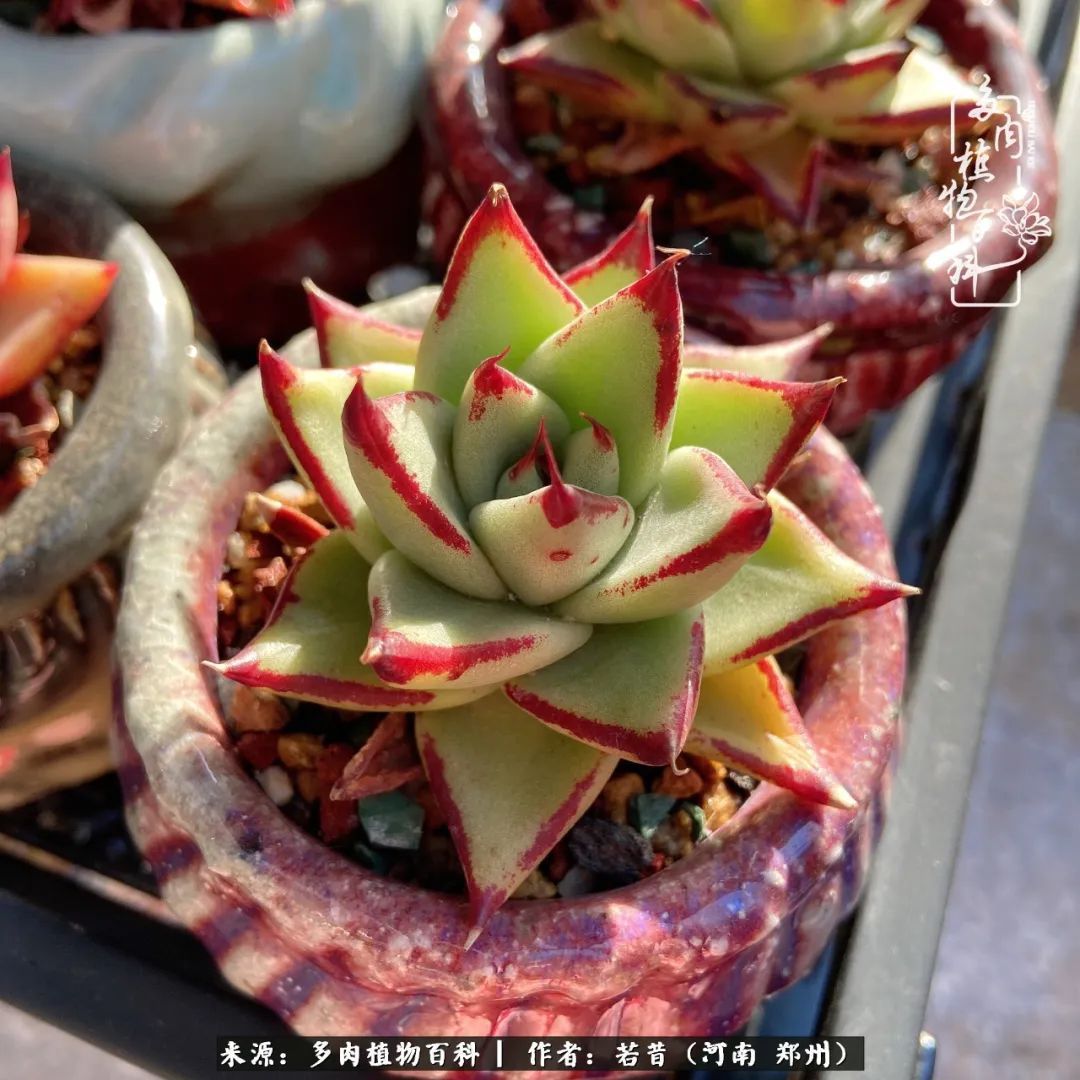 迷你小院儿,种满多肉、花草和蔬果,沉醉在自己的世外桃源!