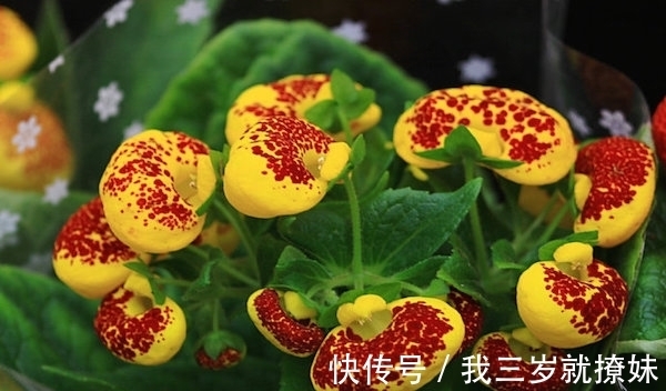 安第斯|此花开花时花型独特,是一种能够送财的花,代表着财源滚滚