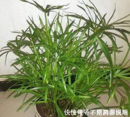 超哥|条件再差,这“3盆花”也要养一盆,镇宅又养人,除湿气、去异味