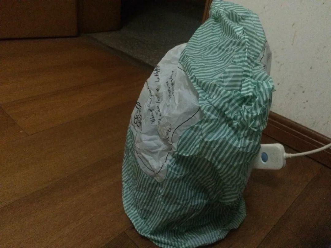 夏天养花“招虫子”6种方法存好了,安全又有效!