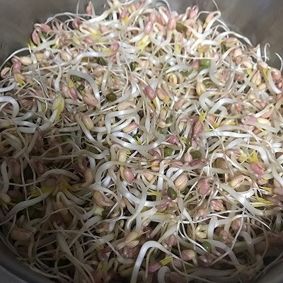 豆芽粉|绿豆芽成长记