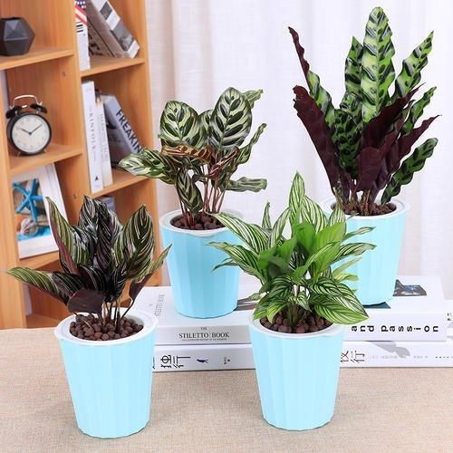 黄叶|几种耐阴花,最怕晒太阳,一晒就黄叶,看看你养了几种