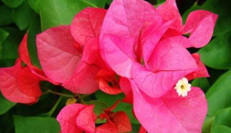 喜欢菊花不如养盆“精品牡丹”,美如胭脂,似花中仙子