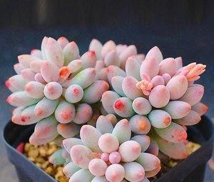 养多肉婴儿手指，做好几件事，很快长成多头小胖手，太可爱了！