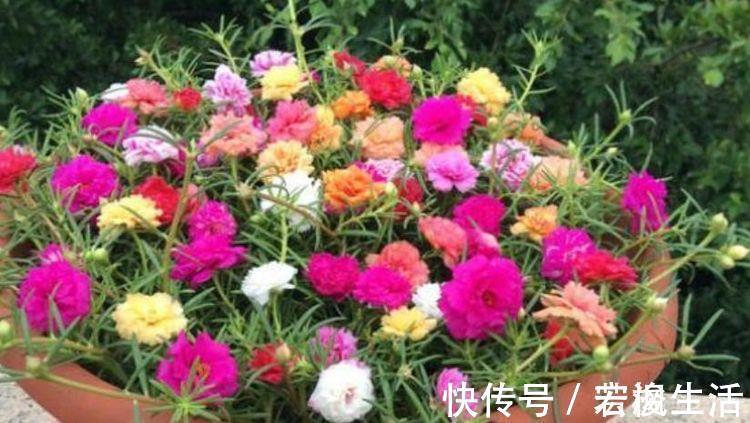 生命力|4种花生命力很顽强,沾土就能活,懒人新手都能养好,美不胜收