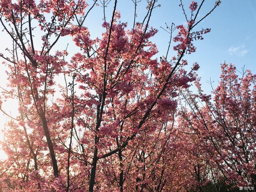 花开|春到明月村