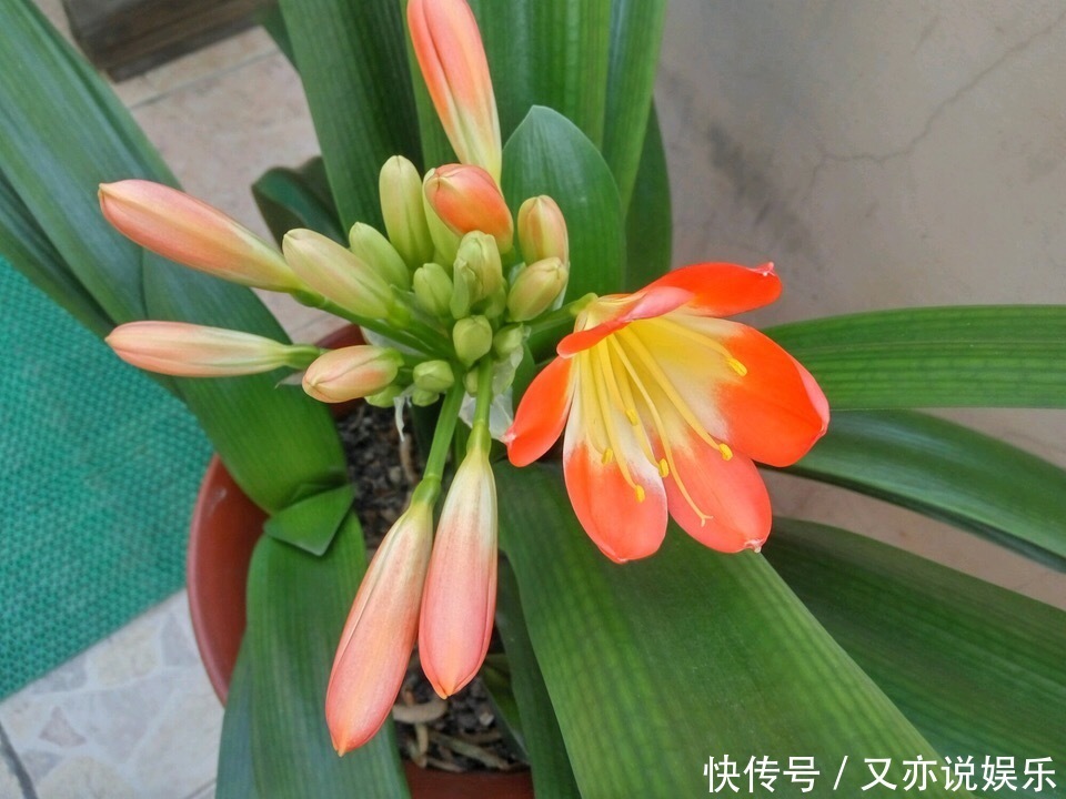 养好君子兰,首先要“戒掉”3个坏习惯,要不烂根、不长、不开花