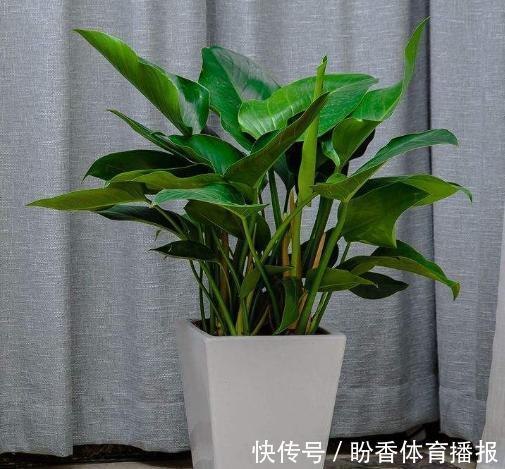 6种“转运花”,最合适养客厅,漂亮大气,富贵又吉利