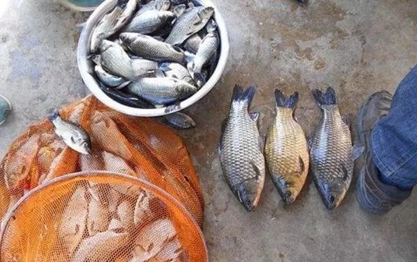 活了半辈子才知道,这“两套饵”比小药还好用,冬钓鲫鱼少不了