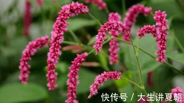 消炎止血|农村一种野草,味道堪比辣椒,能消炎止血,却被农民当杂草除